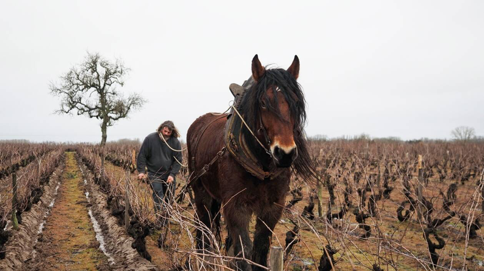 – REPORTE – Caballos y carneros están de regresos en los viñedos para aliviar el suelo.