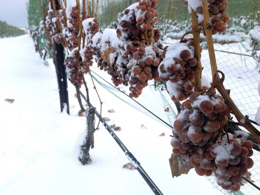 Comienza la cosecha de vino de hielo