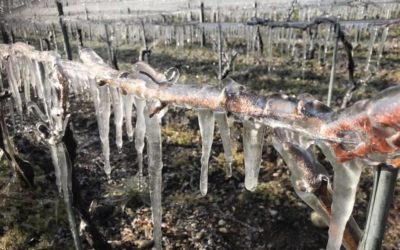 Frío cortante en los viñedos franceses