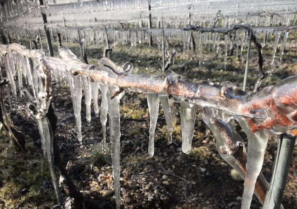 Frío cortante en los viñedos franceses