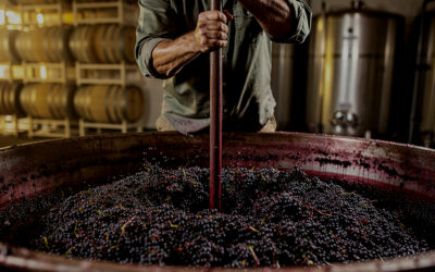 Cómo la Extracción de Taninos Define el Alma del Vino